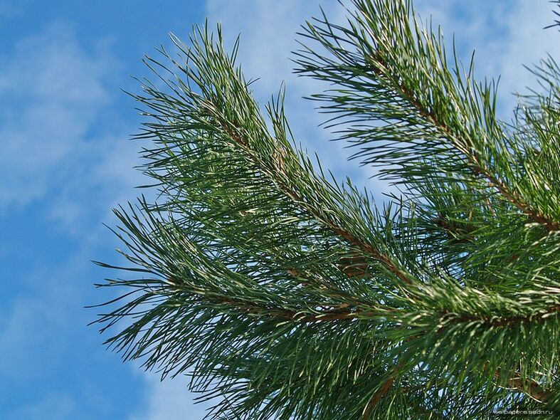 Trápaga osteokondrosia tratatzeko orratzak