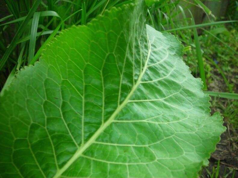 zerbikaleko osteokondrosirako zaldia